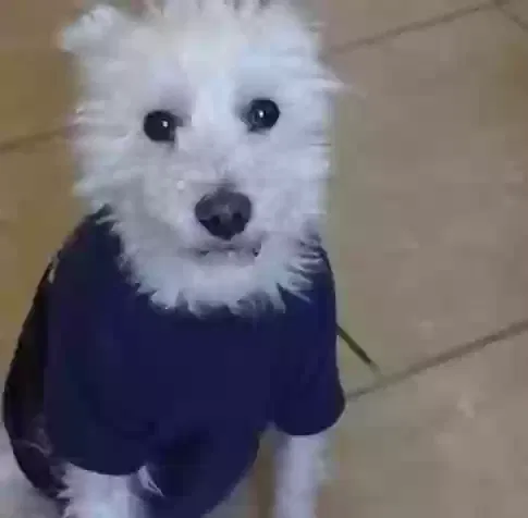 Lost dog in Albuquerque, NM, 87111