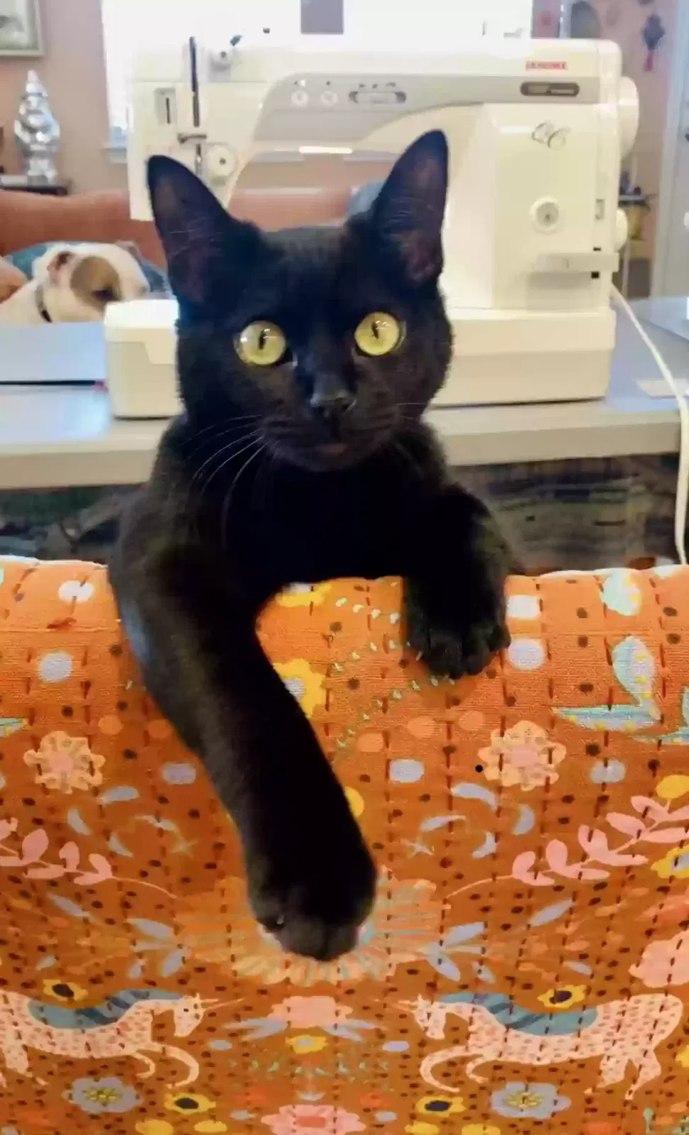 Lost cat in Buda, TX, 78610