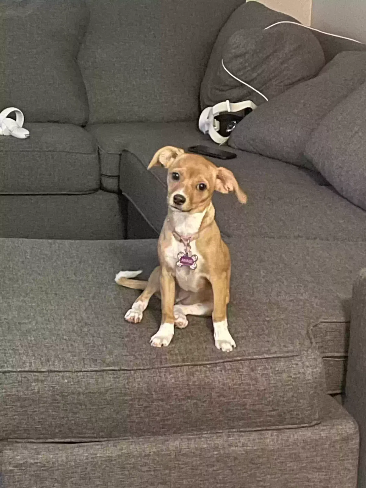 Lost dog in Palm Springs, CA, 92262