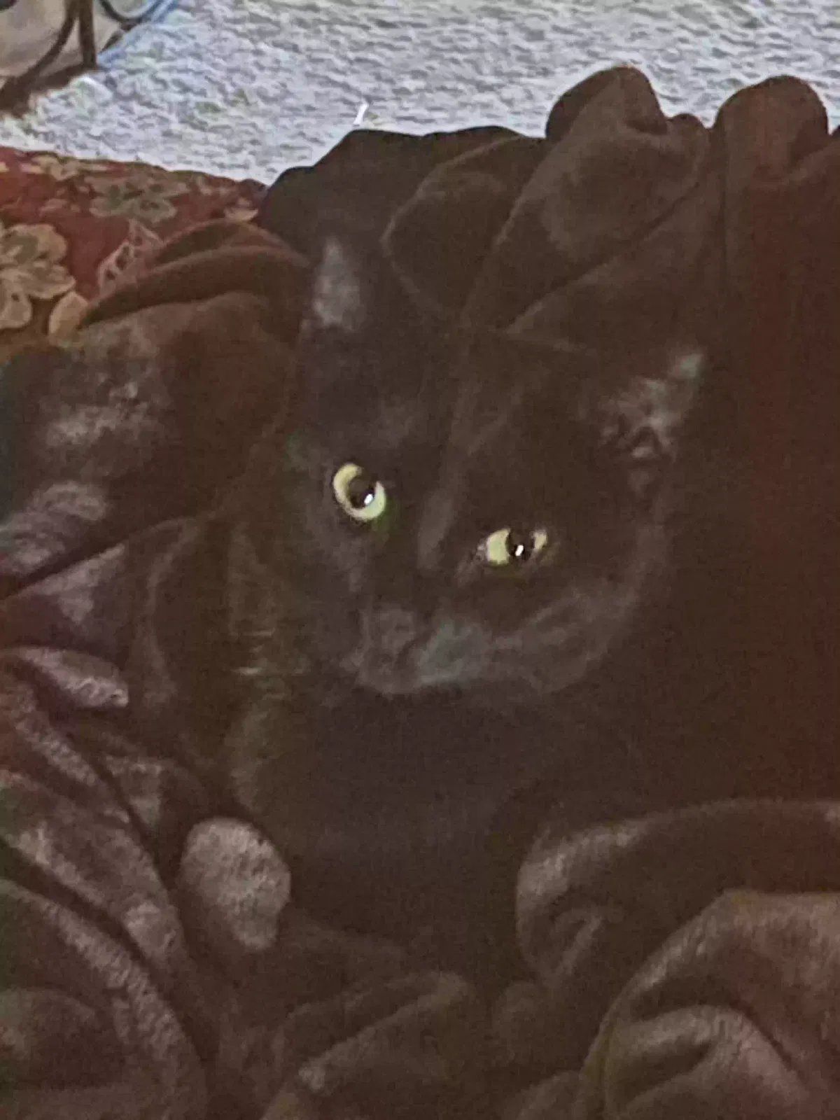 Lost cat in Harmony, NC, 28634