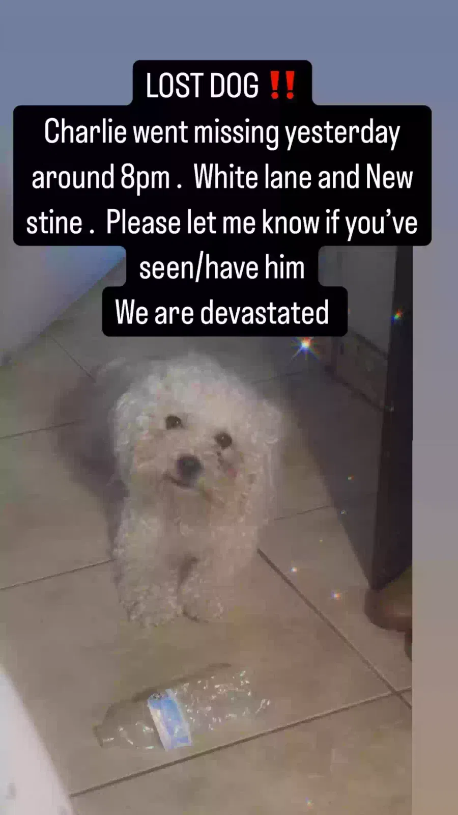 Lost dog in Bakersfield, CA, 93309