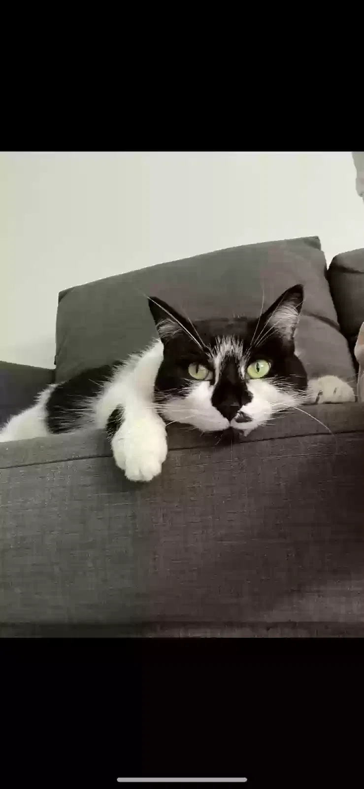 Lost cat in Fort Lauderdale, FL, 33319