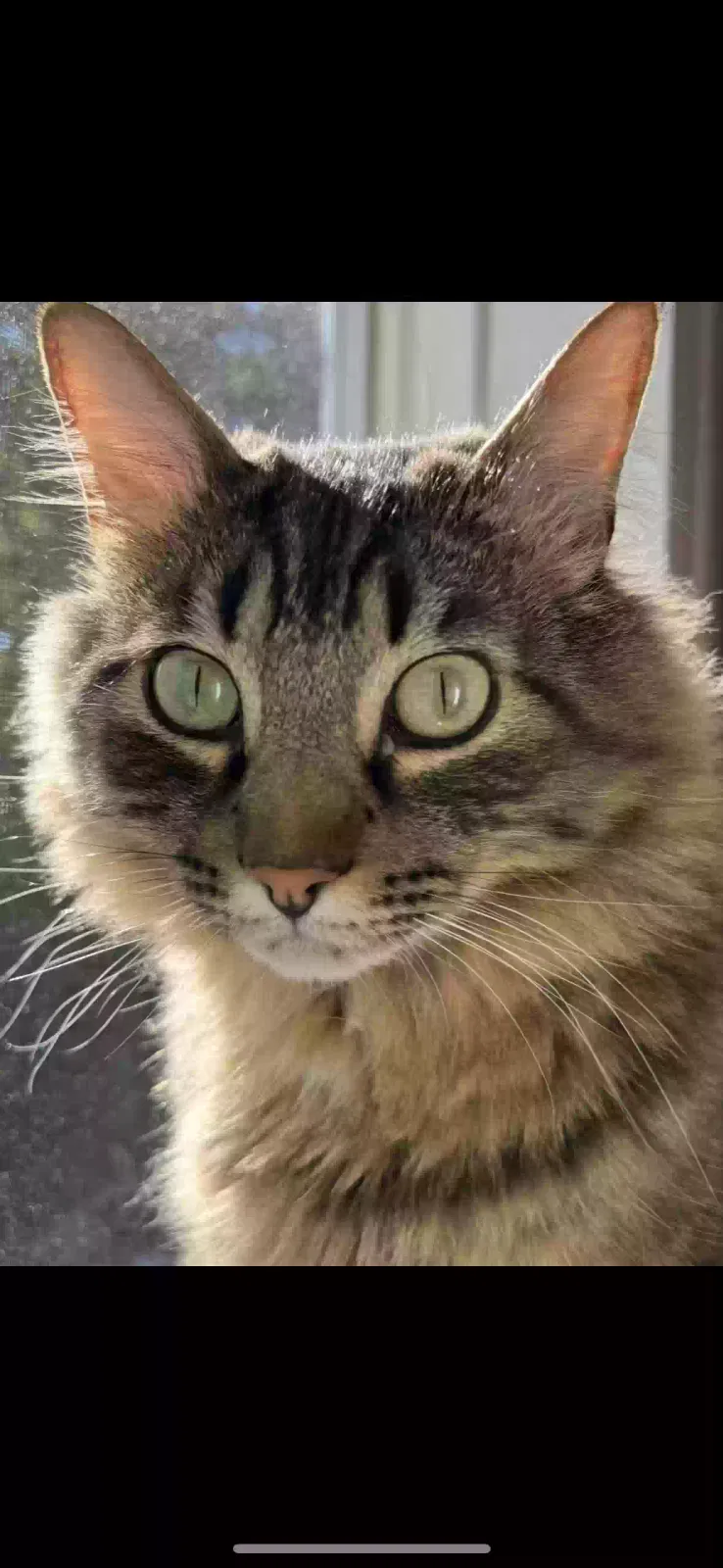 Lost cat in Lakewood, WA, 98498