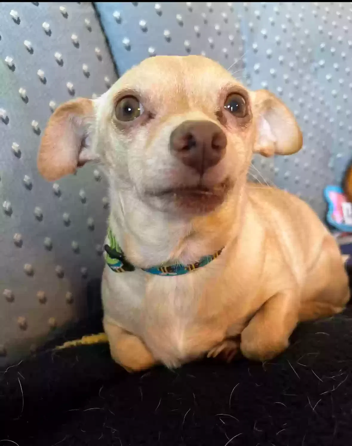 Lost dog in Wallingford, CT, 6492