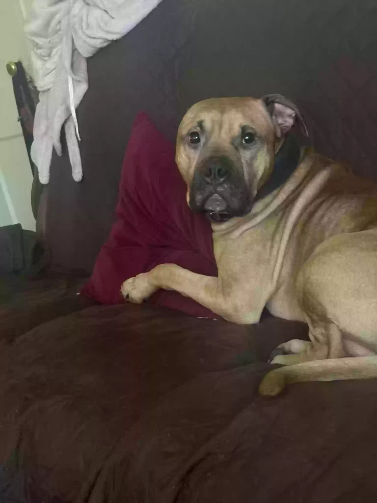 Lost dog in Columbia, SC, 29222