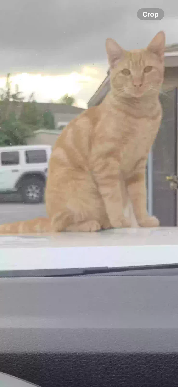 Lost cat in Baldwin Park, CA, 91706