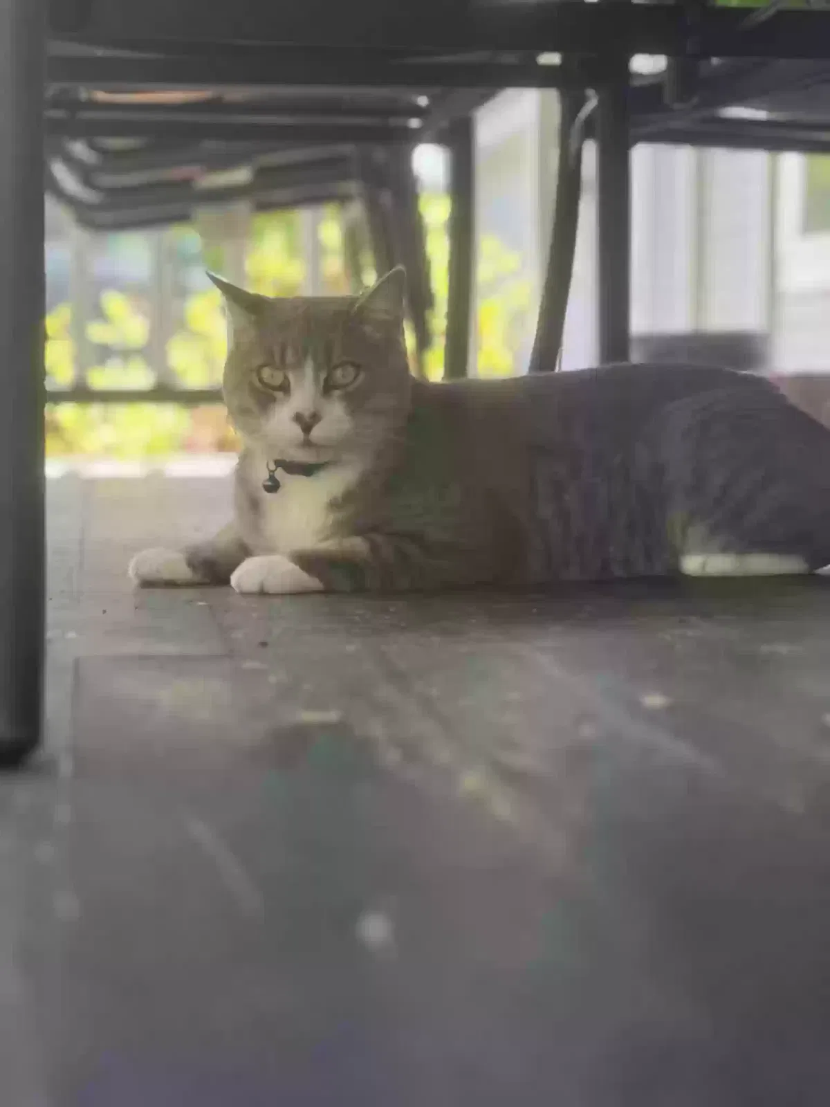 Lost cat in Plantsville, CT, 6479