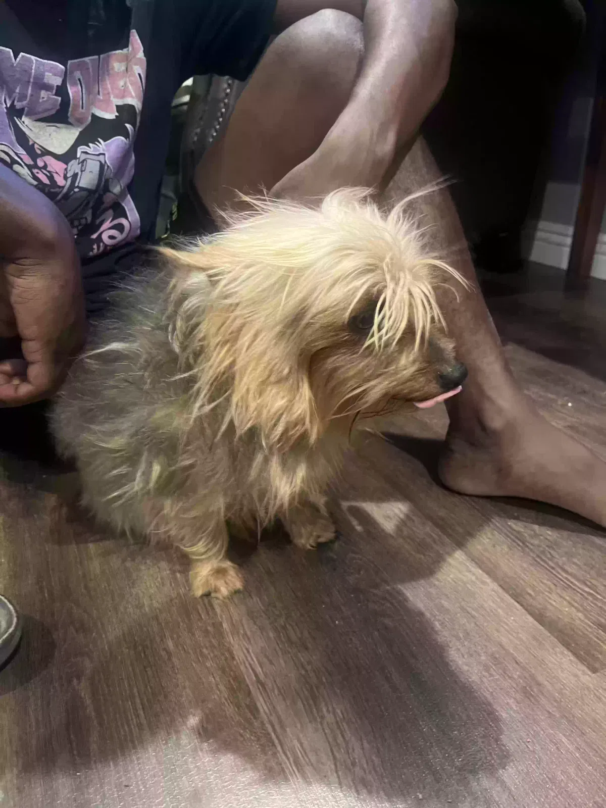 Lost dog in San Bernardino, CA, 92410