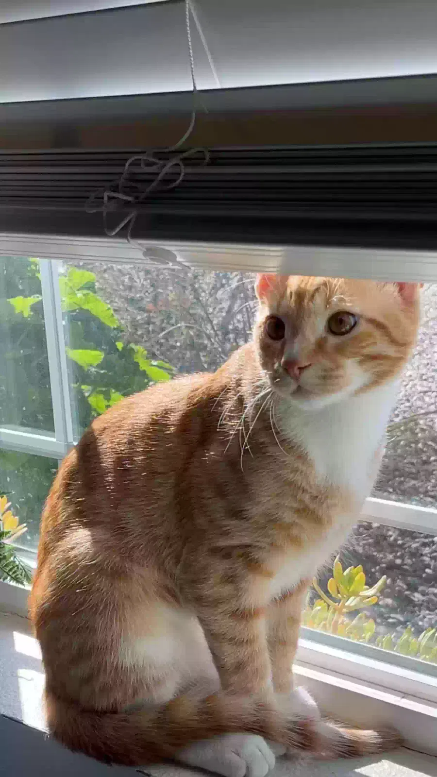 Lost cat in Apple Valley, CA, 92307