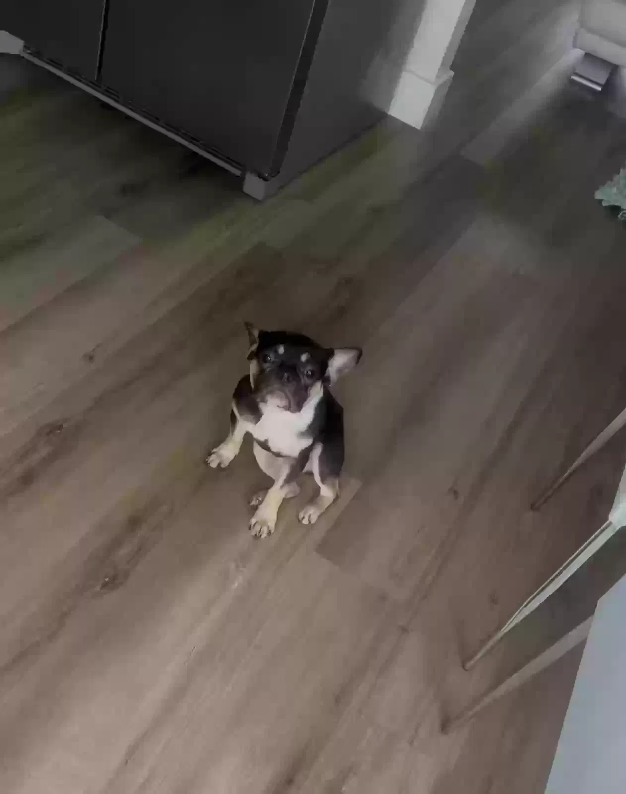 Lost dog in Miami Gardens, FL, 33056
