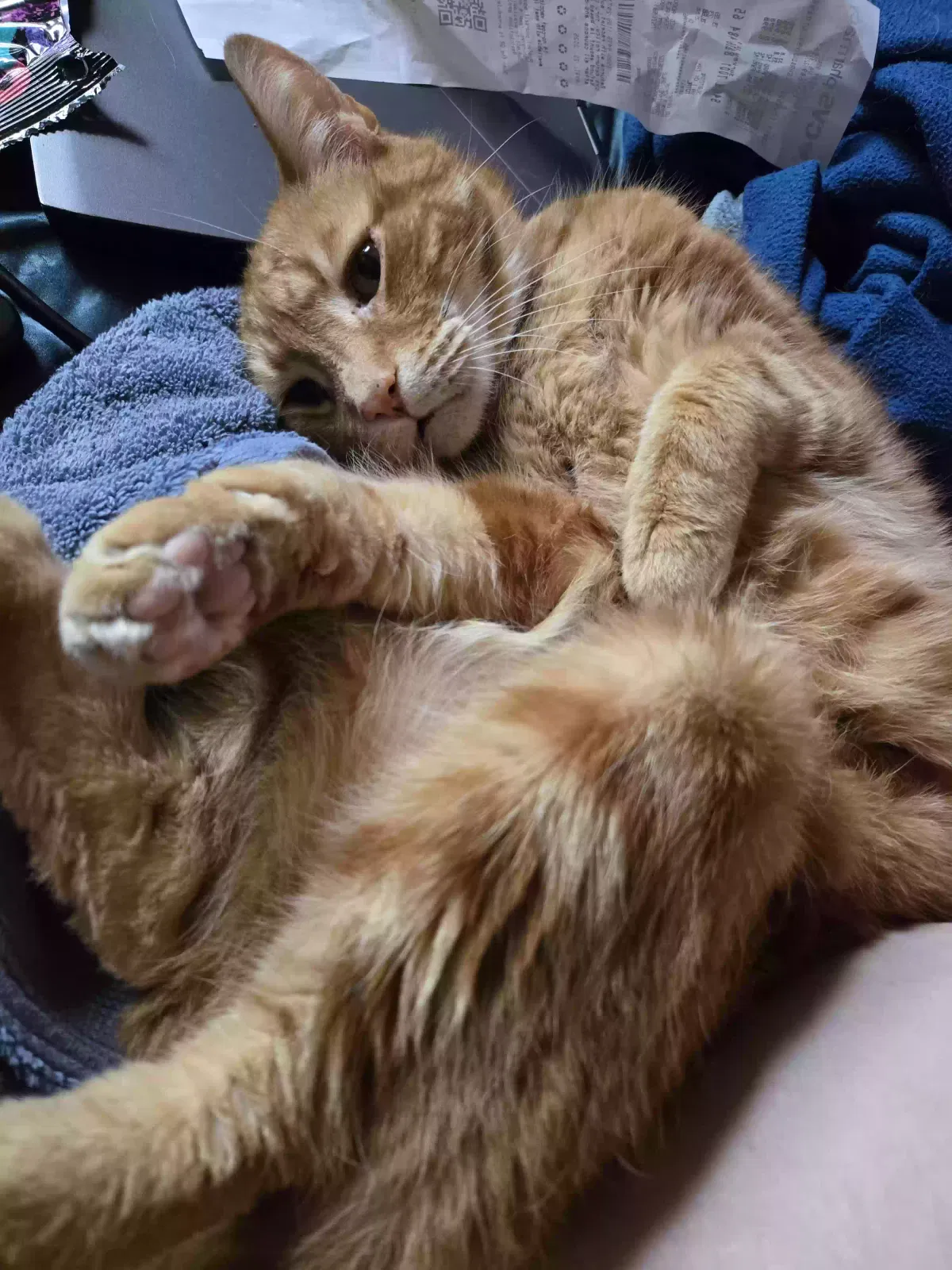 Lost cat in Charlottesville, VA, 22902