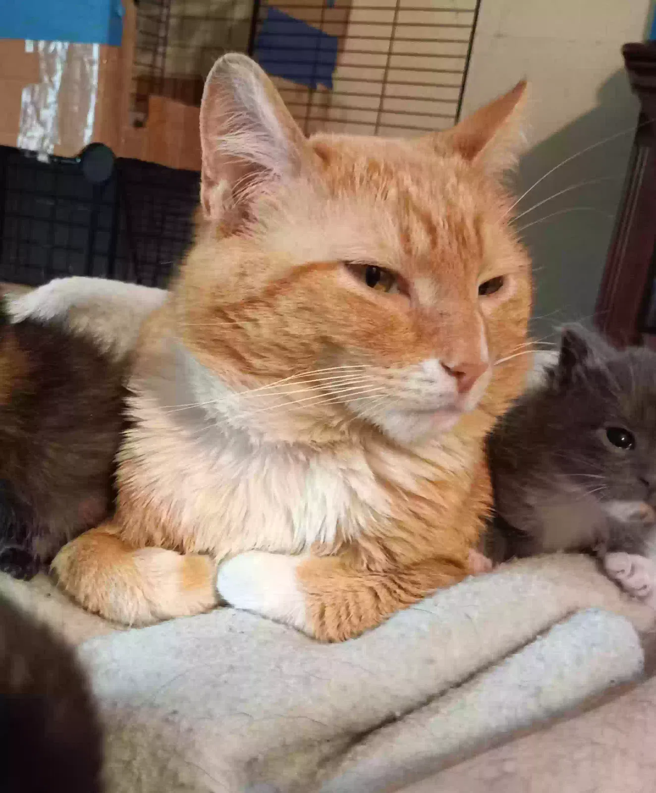Lost cat in Highland Park, MI, 48203