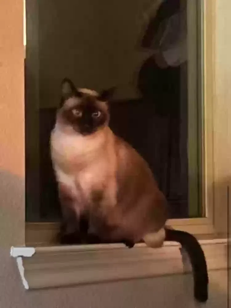 Lost cat in Austin, TX, 78726