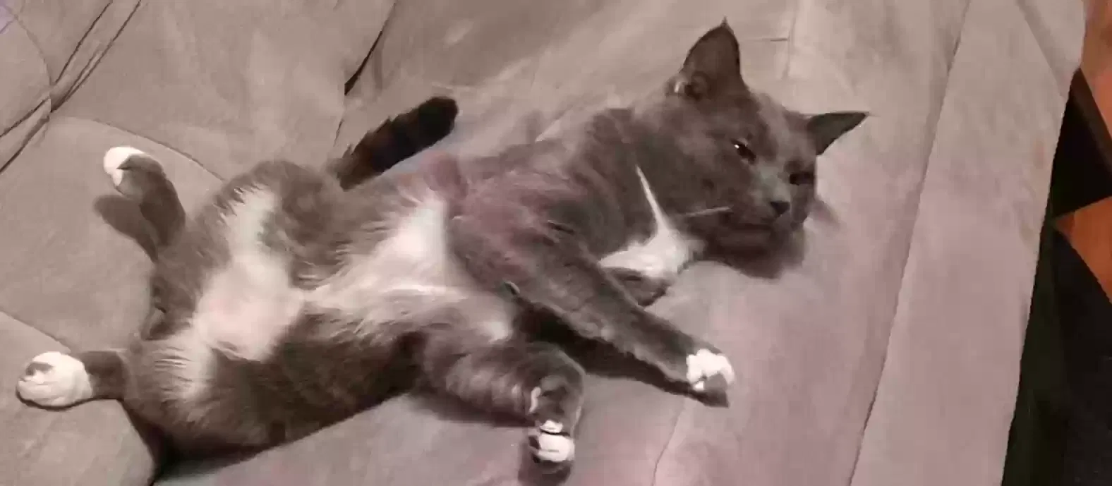 Lost cat in Spartanburg, SC, 29306