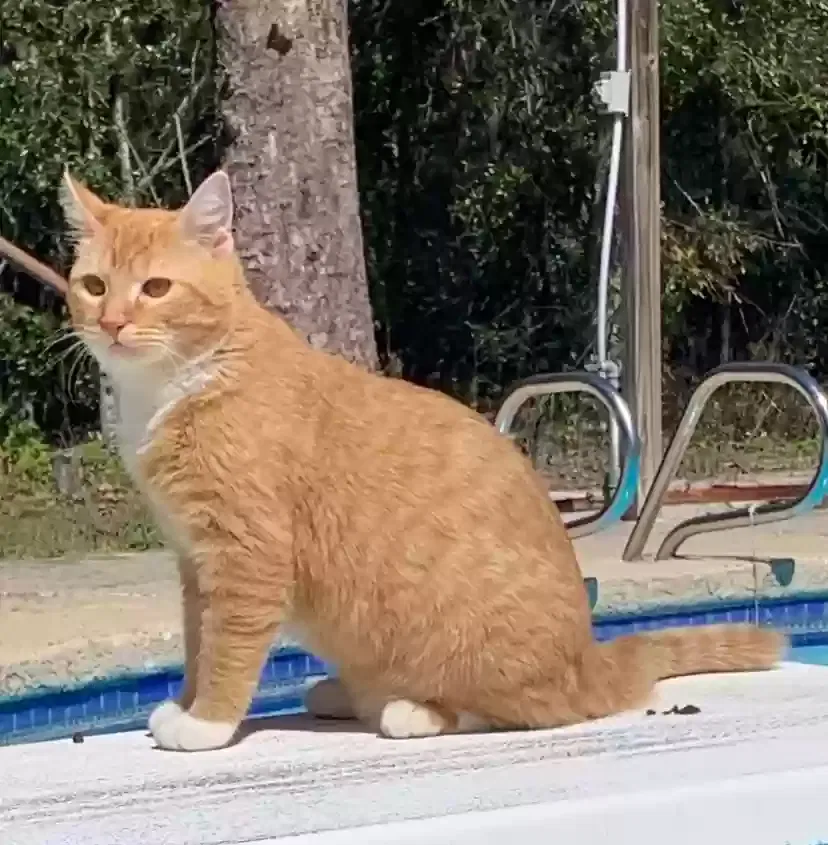 Lost cat in Lecanto, FL, 34461