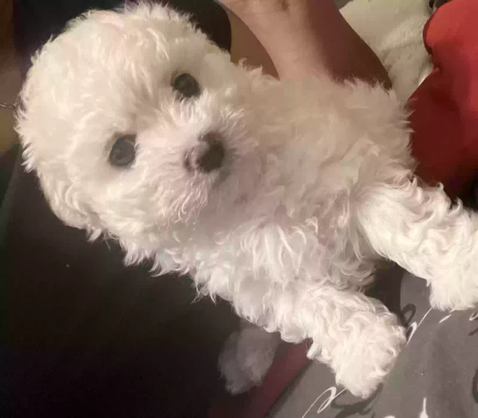 Lost dog in Apple Valley, CA, 92308