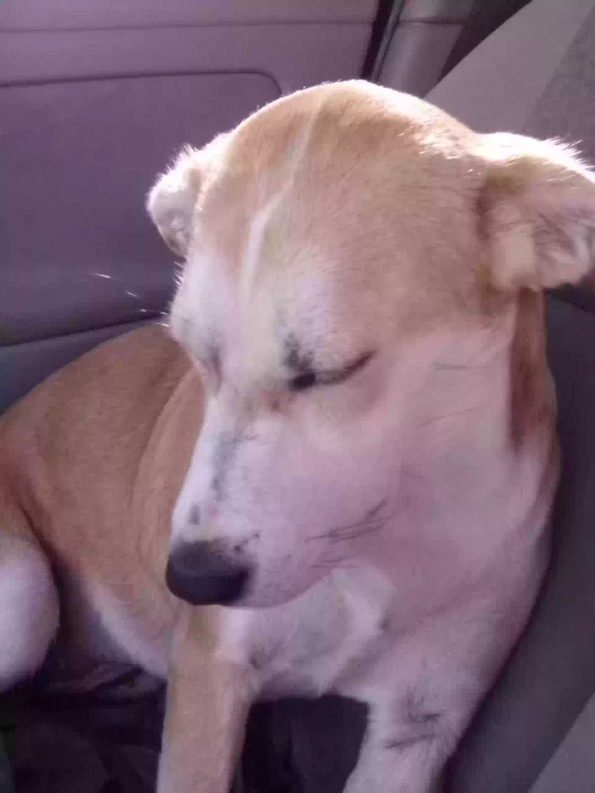 Lost dog in Broken Arrow, OK, 74014