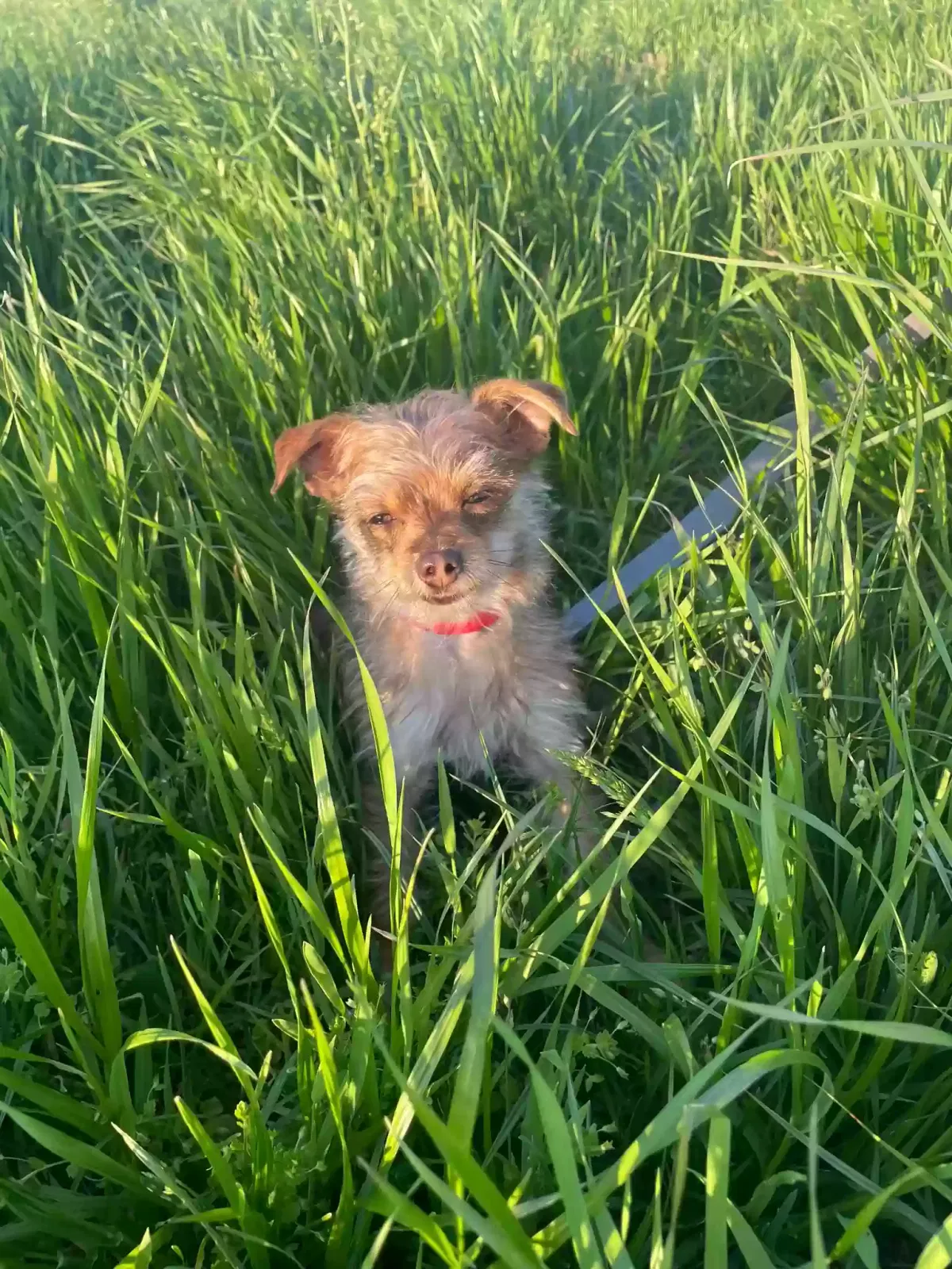 Lost dog in Oakland, KY, 42159