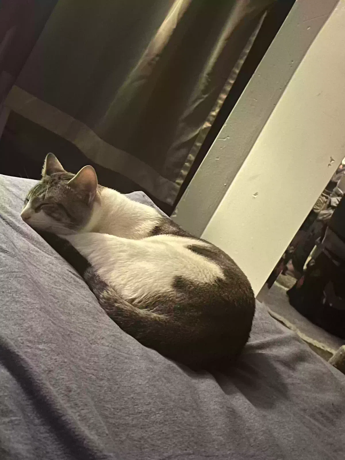 Lost cat in Keansburg, NJ, 7734