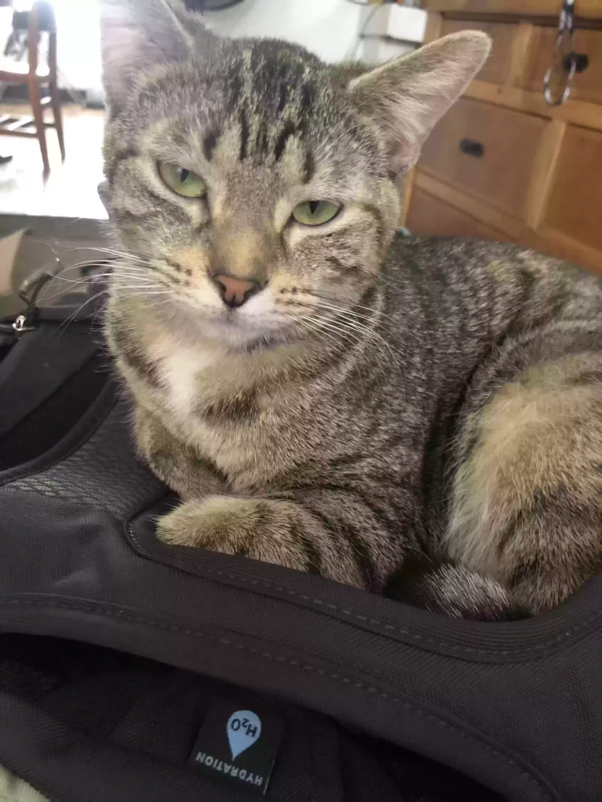 Lost cat in Peoria, IL, 61605