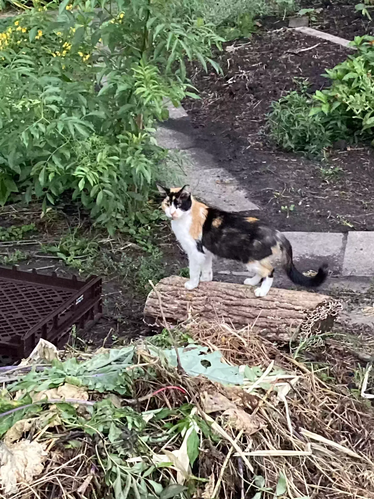 Found cat in Indianapolis, IN, 46202