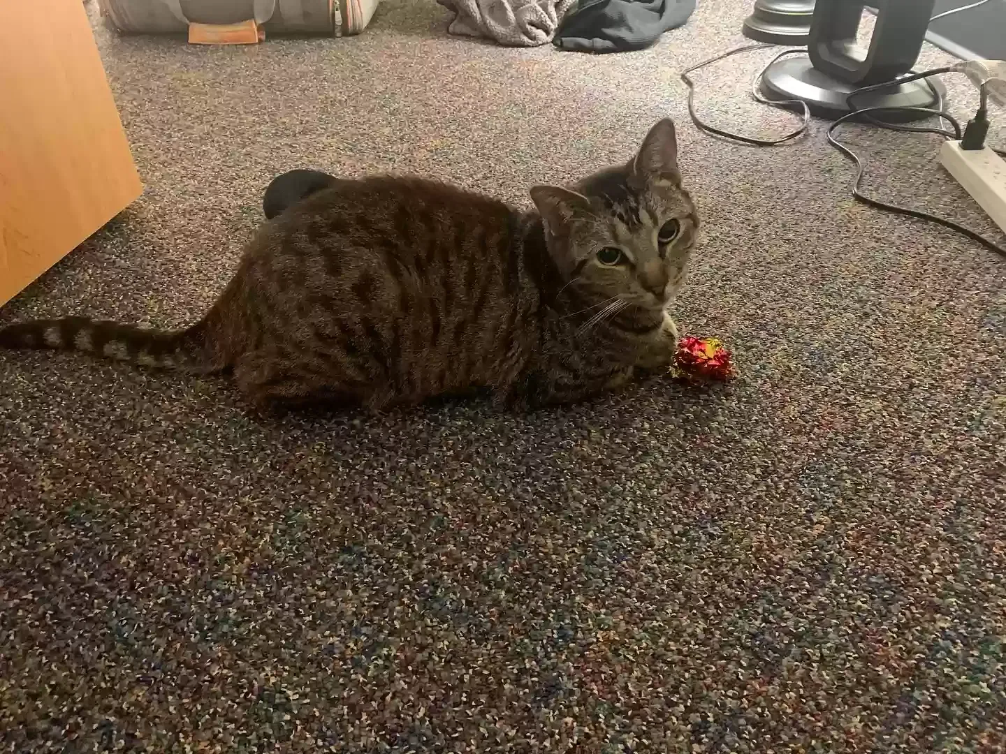 Lost cat in Hull, GA, 30646