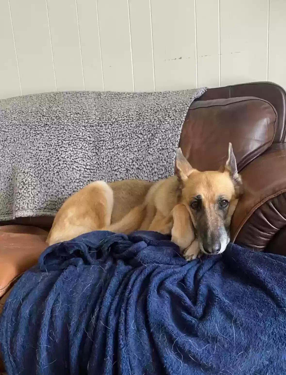 Lost dog in Allen, TX, 75013