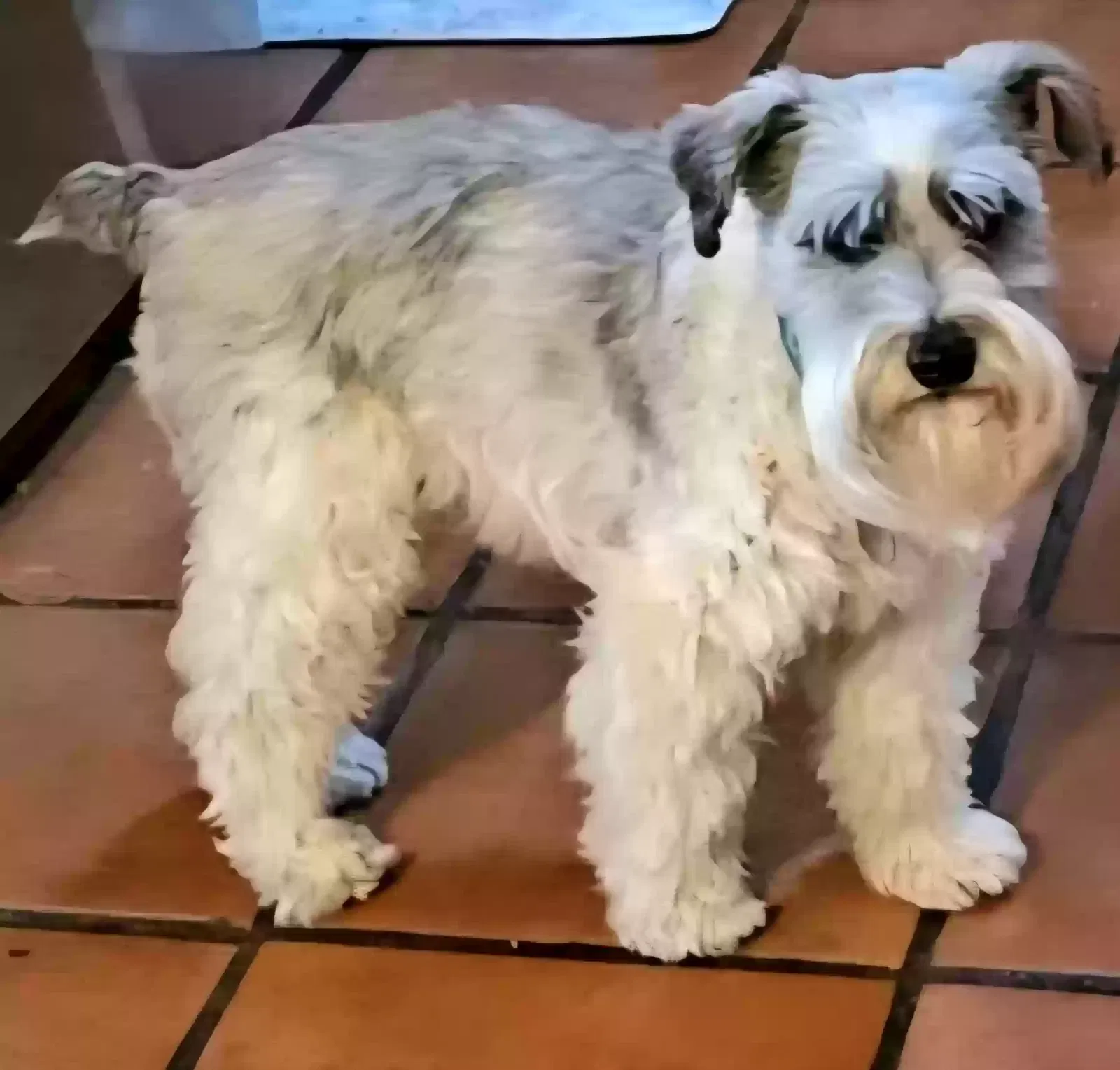 Lost dog in Tempe, AZ, 85282