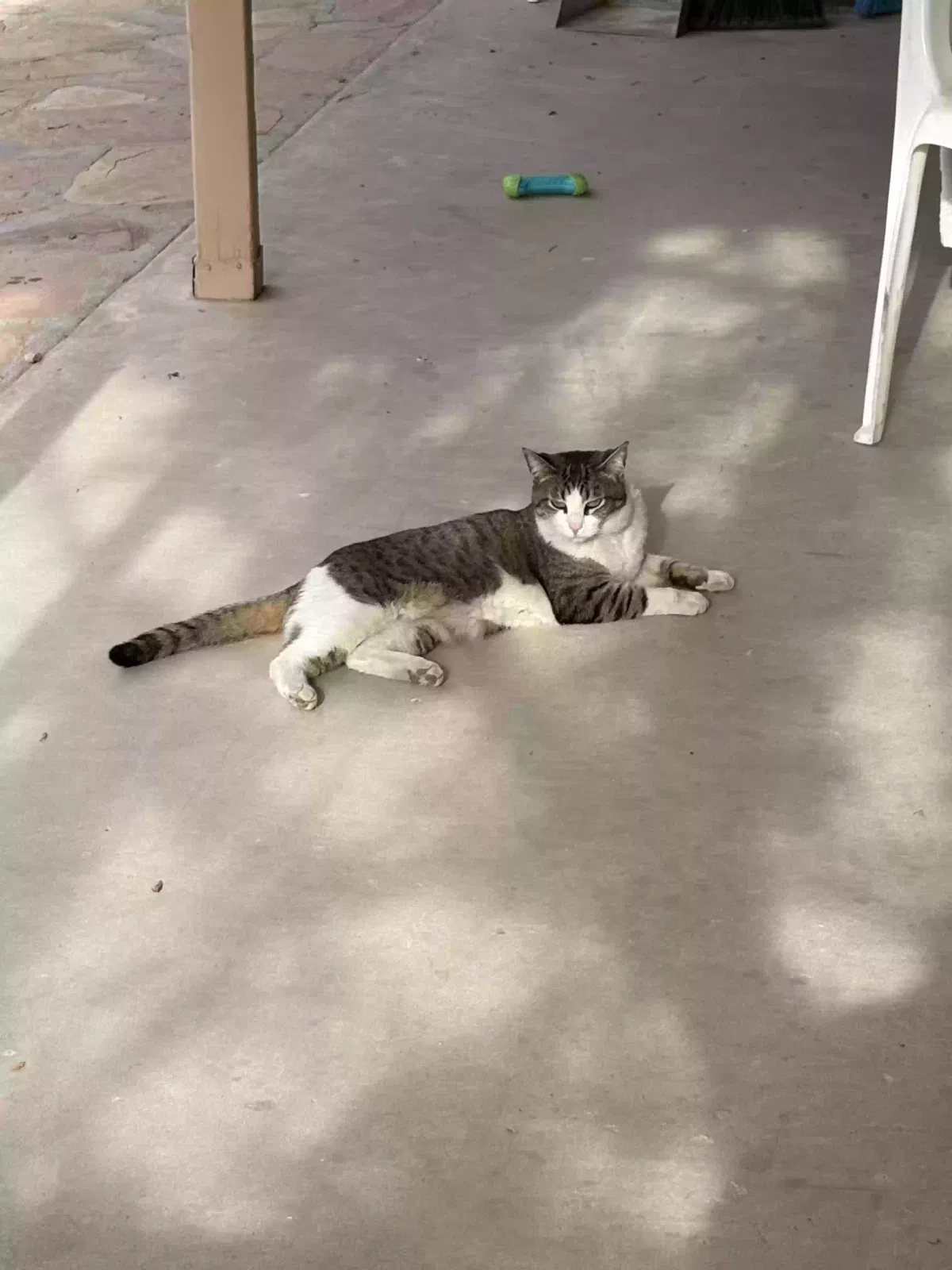 Lost cat in El Paso, TX, 79925