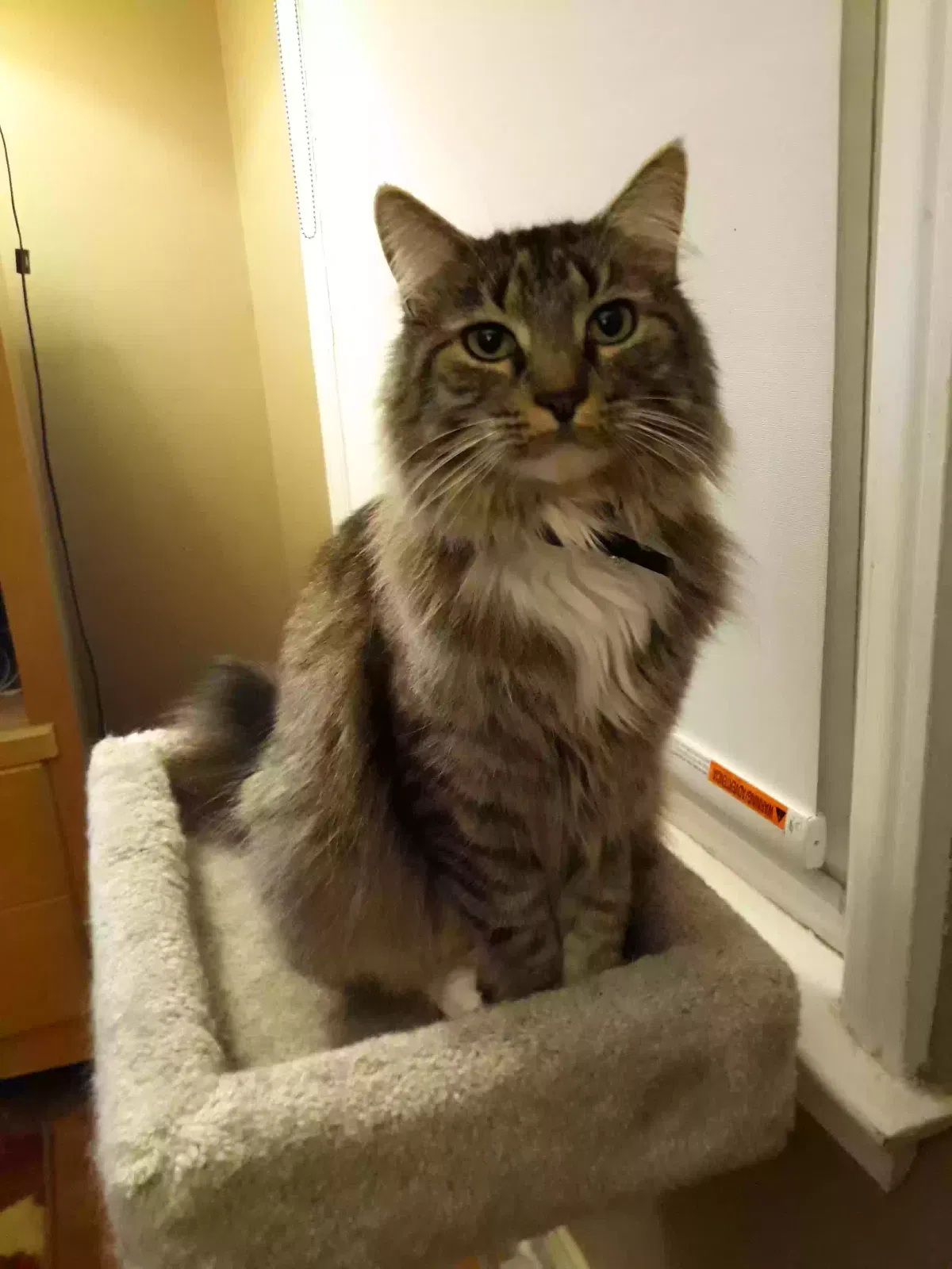 Lost cat in Berkley, MI, 48072