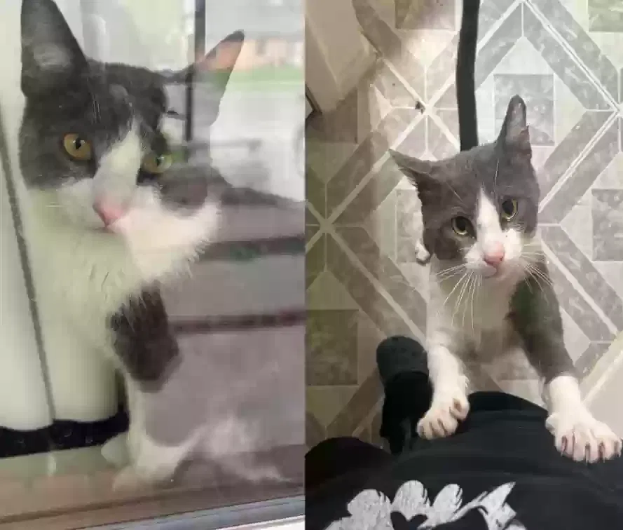 Lost cat in Arlington, TX, 76014