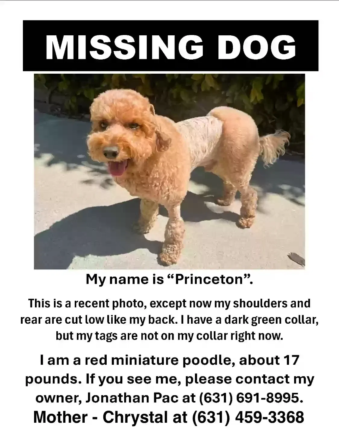 Lost dog in Pasadena, CA, 91105