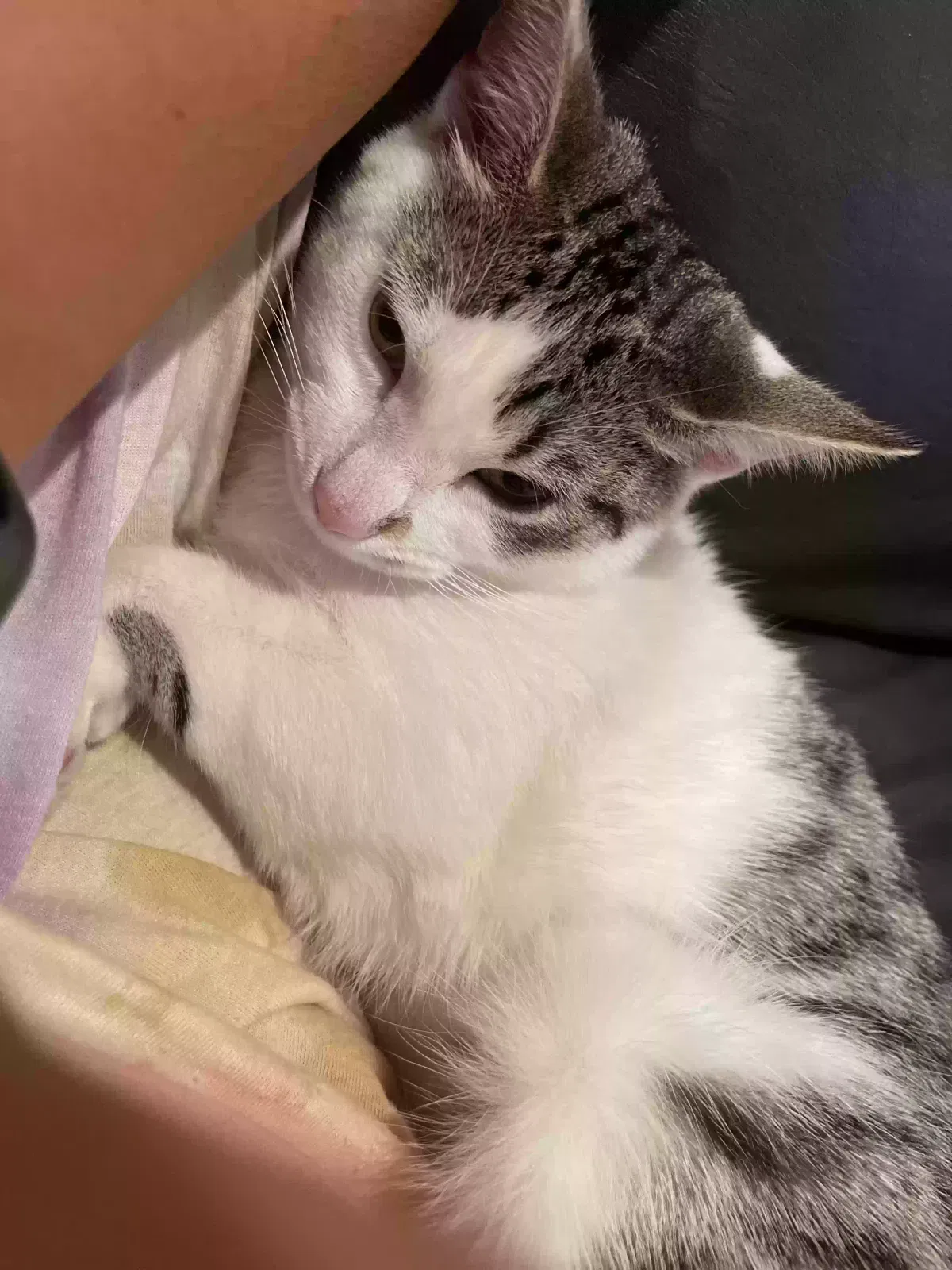 Lost cat in Santa Ana, CA, 92705