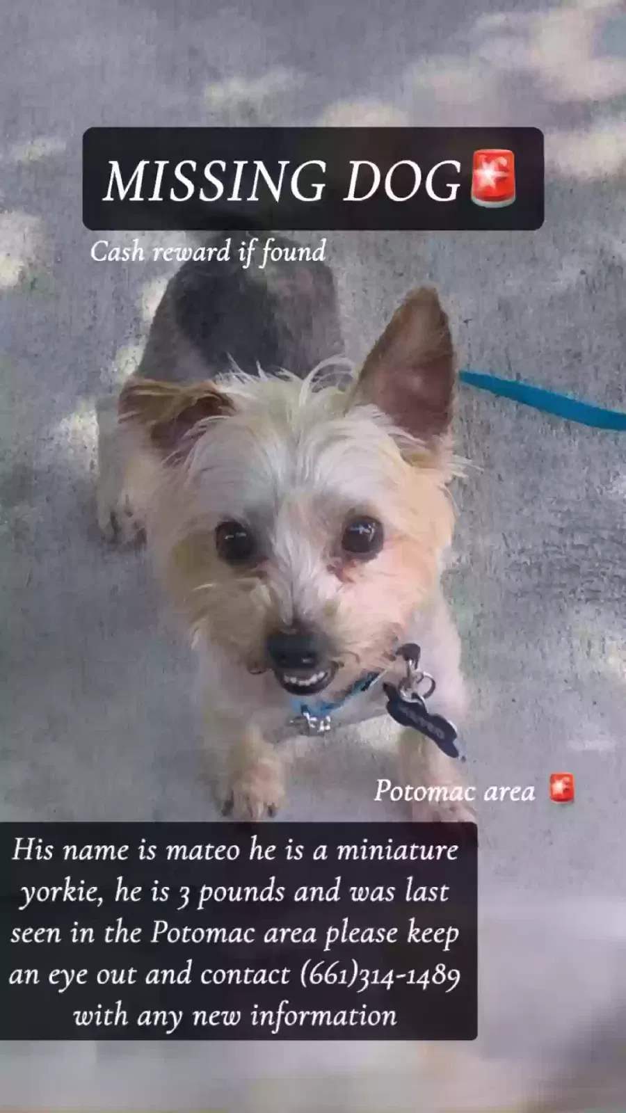 Lost dog in Bakersfield, CA, 93307