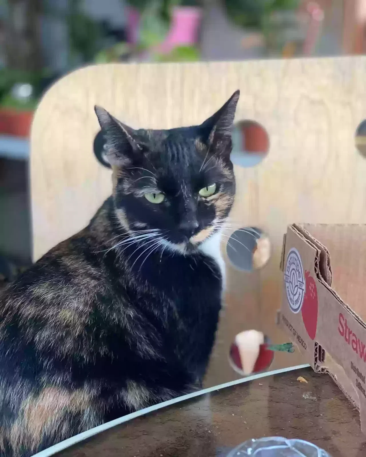 Lost cat in Long Beach, CA, 90805