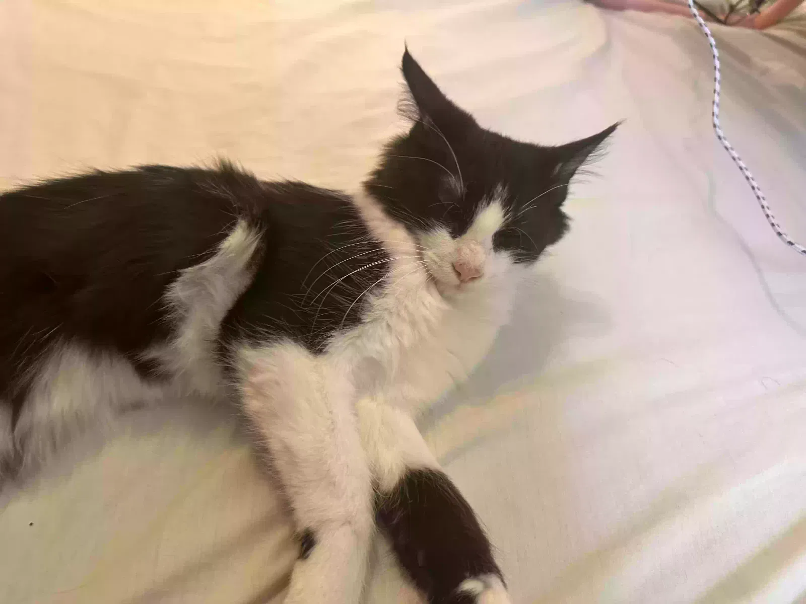Lost cat in Skokie, IL, 60077