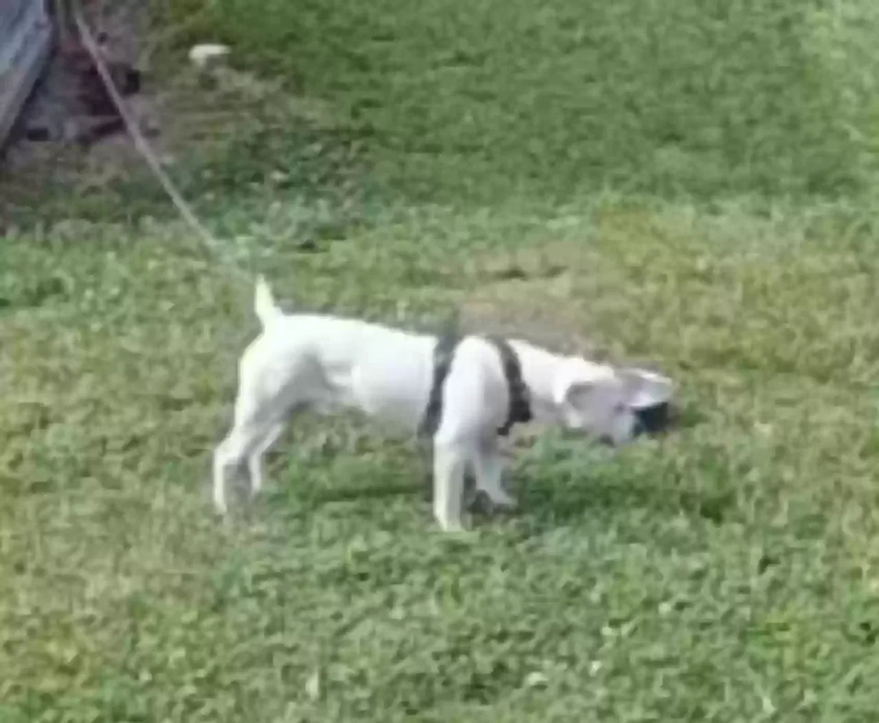 Lost dog in Gastonia, NC, 28056