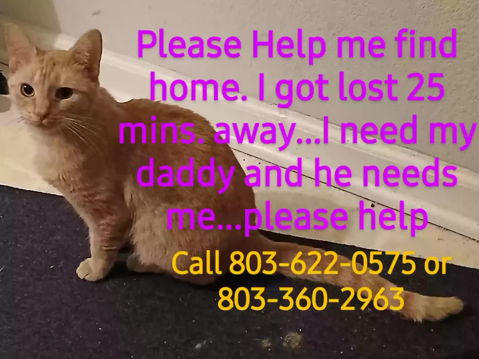 Lost cat in Irmo, SC, 29063