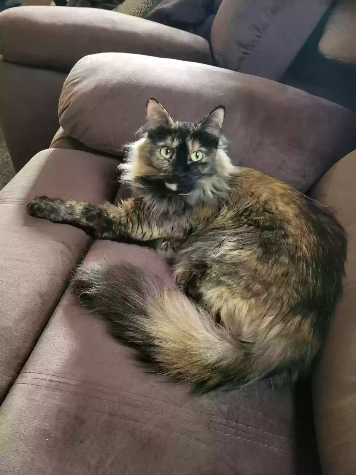 Lost cat in Gilberts, IL, 60136