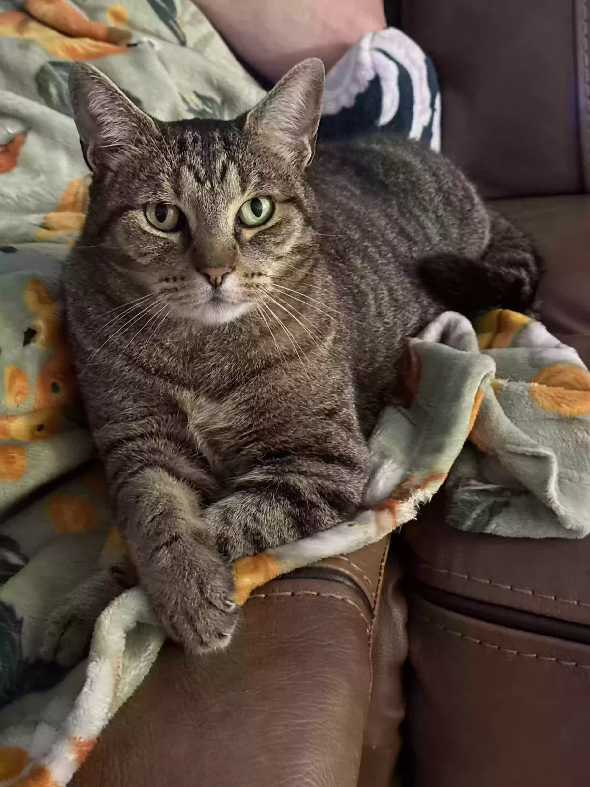 Lost cat in Orlando, FL, 32812