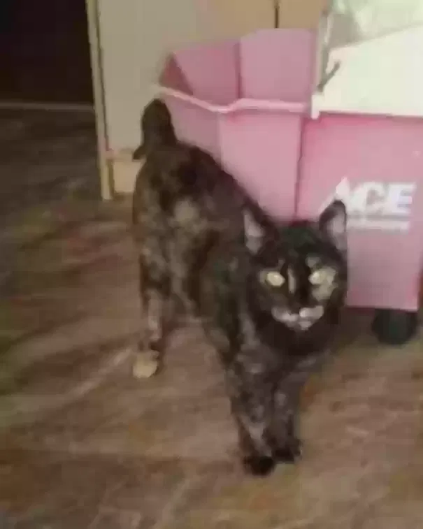 Lost cat in Athens, TN, 37303