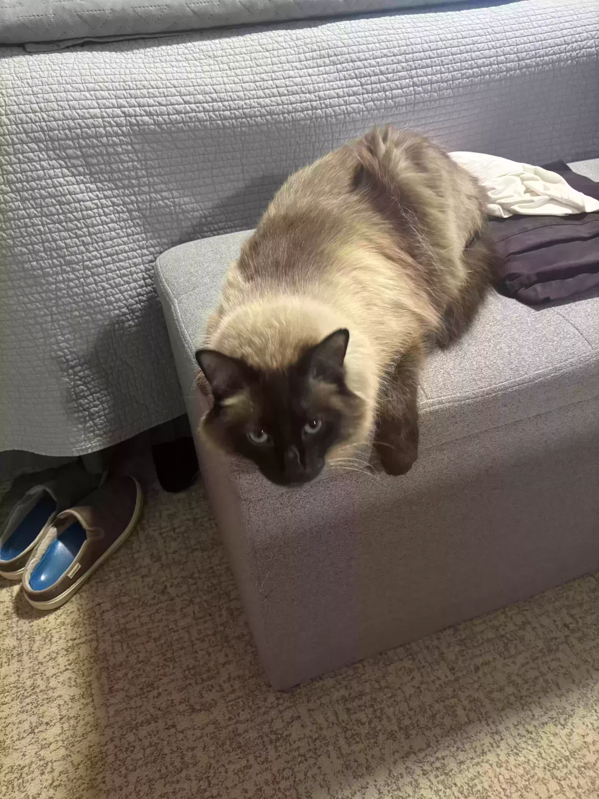 Lost cat in Salem, OR, 97303