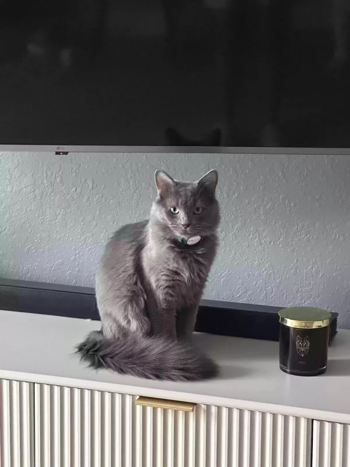 Lost cat in Cape Coral, FL, 33909