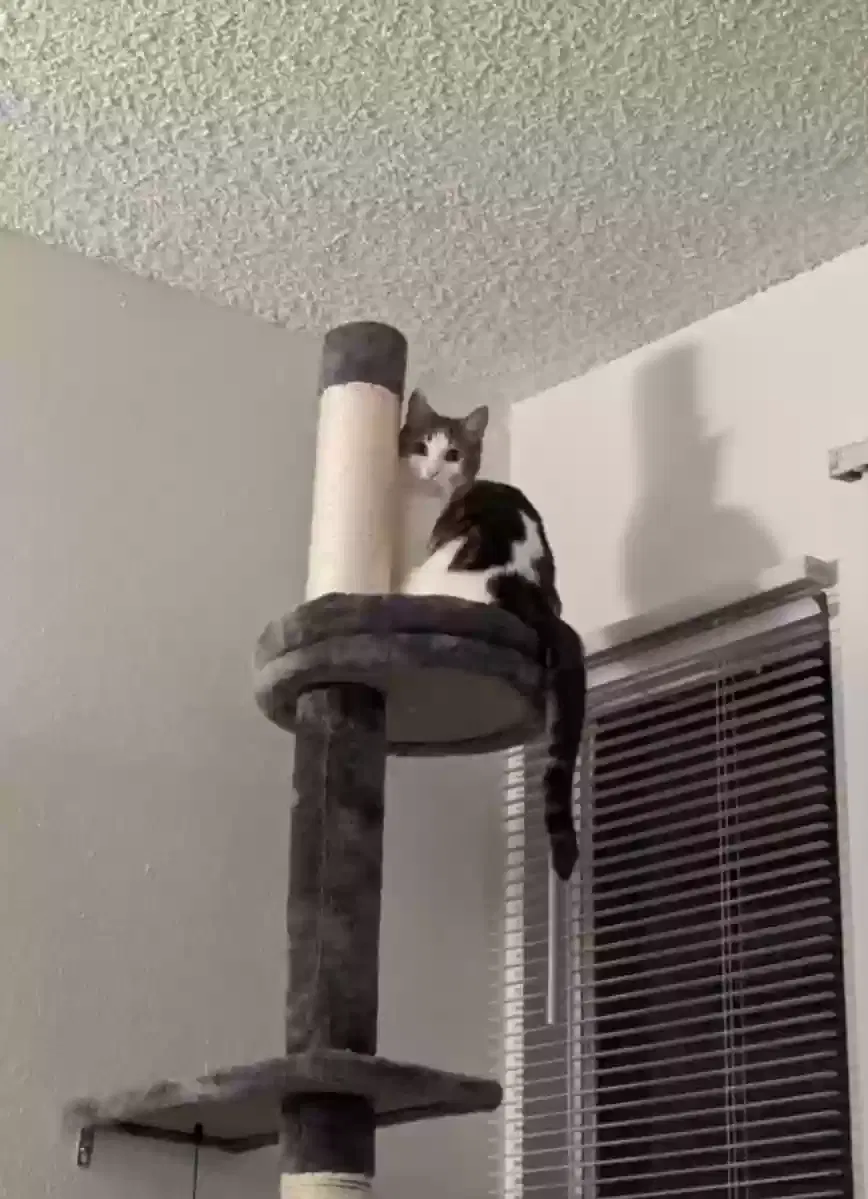 Lost cat in Longmont, CO, 80501