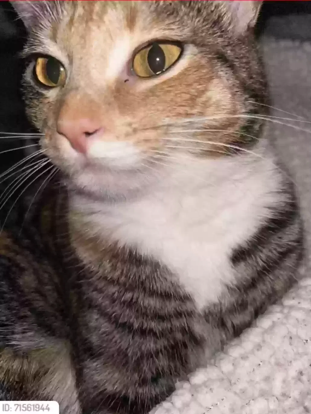 Lost cat in Dixon, CA, 95620