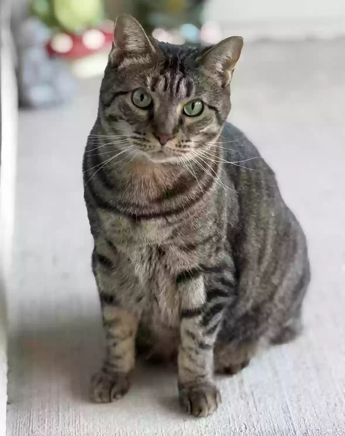 Lost cat in Converse, TX, 78109