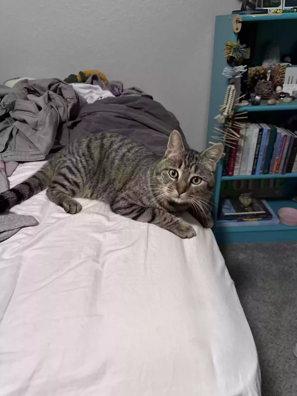 Lost cat in Burleson, TX, 76028
