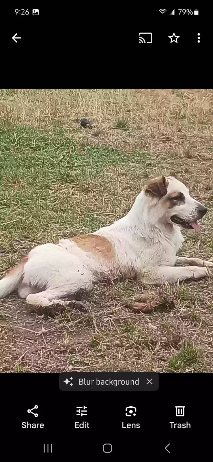 Lost dog in Oklahoma City, OK, 73115