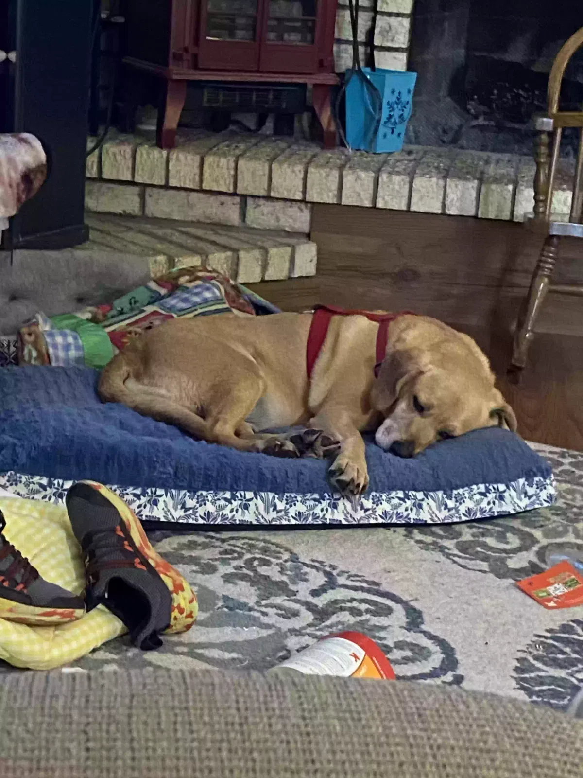 Lost dog in Fort Worth, TX, 76137