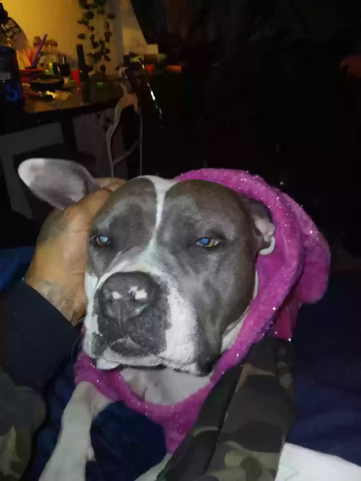 Lost dog in Los Angeles, CA, 90017